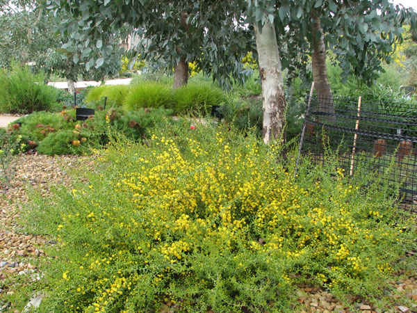 Prostrate variety in a private garden